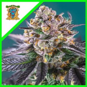 Sweet Mix Auto pack de 10 semillas autoflorecientes, Sweet Seeds